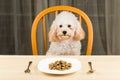 A bored and uninterested Poodle puppy with a plate of kibbles on the table