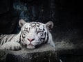 Bored white tiger in the zoo