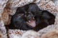 Bored yawning black british cat