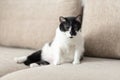 Bored young black and white mixed breed cat in contemporary bedroom. Pet friendly and care concept Royalty Free Stock Photo