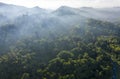 Borneo Rainforest Tree during sunrise Royalty Free Stock Photo