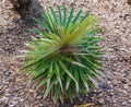 Borhidi`s guano palm Coccothrinax borhidiana, endemic to Matanzas, Cuba - Florida, USA