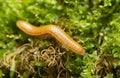 Boring millipede, Polyzonium germanicum on moss