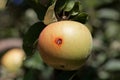 Boring trace of a codling moth Cydia pomonella in an apple