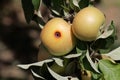 Boring trace of a codling moth Cydia pomonella in an apple