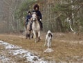 Reconstruction of hunting with borzoi dogs Royalty Free Stock Photo