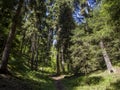 Borjomi-Kharagauli National Park