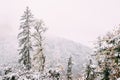 Borjomi Plateau, Caucasus, Eurasia. Pine Growing On Rocky Slope Royalty Free Stock Photo