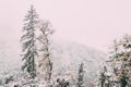 Borjomi Plateau, Caucasus, Eurasia. Pine Growing On Rocky Slope Of Mountains. First Snow And Snowfall Over Rocks And Royalty Free Stock Photo