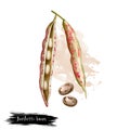 Borlotti bean. Digital art illustration of cranberry beans, Roman saluggia rosecoco bean. Phaseolus vulgaris. Organic Royalty Free Stock Photo