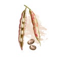 Borlotti bean. Digital art illustration of cranberry beans, Roman saluggia rosecoco bean. Phaseolus vulgaris. Organic