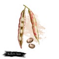 Borlotti bean. Digital art illustration of cranberry beans, Roman saluggia rosecoco bean. Phaseolus vulgaris. Organic healthy food Royalty Free Stock Photo