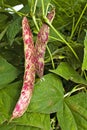 Borlotti Beans