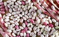 Borlotti beans with pods Royalty Free Stock Photo