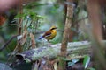 Bornean banded pitta in Borneo