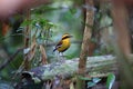 Bornean banded pitta in Borneo