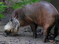 Bornean bearded pig Royalty Free Stock Photo