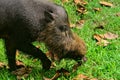 Bornean bearded pig, Bako National Park, Borneo