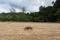 Bornean bearded pig in Bako National Park, Borneo, Malaysia