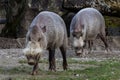 Bornean bearded pig, Sus barbatus, also known as the bearded pig