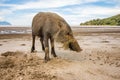 Bornean bearded pig Sus Barbatus on Bako national park beach searching for food in the sand, Kuching, Malaysia, Borneo