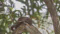 Bornean Black-Banded Squirrel on Log