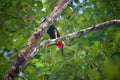 Bornean Bristlehead (Pityriasis gymnocephala), Endemic bird to Borneo sighted in Sarawak, Malaysian Borneo