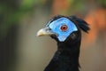 Bornean crested fireback Royalty Free Stock Photo