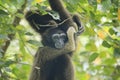 Bornean gibbon