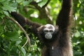 Bornean gibbon