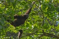 The Bornean gray gibbon Hylobates muelleri moves in the trees. Lok Kawi, Sabah, Borneo, Malaysia. Red Book