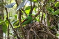 Bornean Green Magpie bird feeding food to baby bird on bird nest