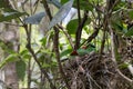 Bornean Green Magpie bird feeding food to baby bird on bird nest