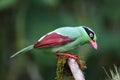 Bornean green magpie (Cissa jefferyi) in Sabah, Borneo Royalty Free Stock Photo