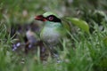 Bornean green magpie (Cissa jefferyi) in Sabah, Borneo Royalty Free Stock Photo