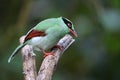 Bornean green magpie (Cissa jefferyi) in Sabah, Borneo Royalty Free Stock Photo