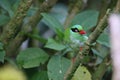 Bornean green magpie (Cissa jefferyi) in Sabah, Borneo Royalty Free Stock Photo