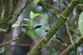 Bornean green magpie (Cissa jefferyi) in Sabah, Borneo Royalty Free Stock Photo