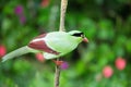 The Bornean green magpie is a passerine bird in the crow family, Corvidae..