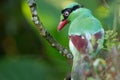 The Bornean green magpie is a passerine bird in the crow family, Corvidae..