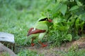 The Bornean green magpie is a passerine bird in the crow family, Corvidae..