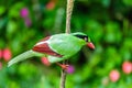 The Bornean green magpie is a passerine bird in the crow family, Corvidae..