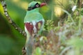 The Bornean green magpie is a passerine bird in the crow family, Corvidae..