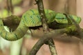 Bornean keeled green pit viper (Tropidolaemus subannulatus), Bako National Park, Sarawak, Borneo Royalty Free Stock Photo