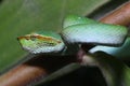 Bornean Keeled Green Pit Viper Tropidolaemus subannulatus