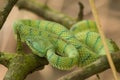 Bornean keeled green pit viper (Tropidolaemus subannulatus) snake, Bako National Park, Sarawak, Borneo