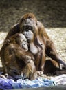 Bornean Mother and Child