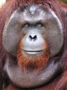 Bornean Orangutan Royalty Free Stock Photo
