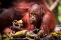 Bornean orangutan baby eating Royalty Free Stock Photo