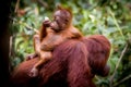 Bornean orangutan baby eating Royalty Free Stock Photo